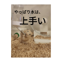 mlruku_20240609193327