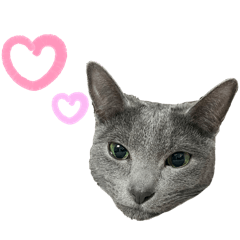 Tsukamon_20240609215742