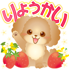 Can be used every day! Cute toy poodle!