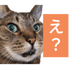 Daily of The Japanese Cat