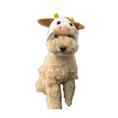 Kawaii FuwaFuwa toy poodle MAX2