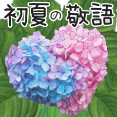 初夏の紫陽花の花　敬語/挨拶