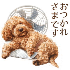 Cute Puppy | Toy poodle | Summer