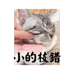 的的貓2