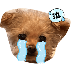 pokopoko_20240610153708