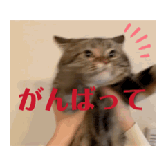 Nyamco_20240611113443