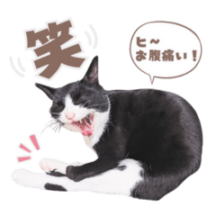 Sticker for cat lovers-9