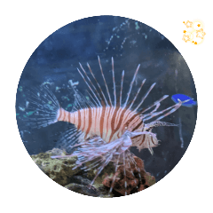 산호초가 펼쳐지는에메랄드 블루바다물고기