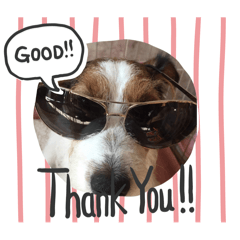 Jack Russell Terrier　Bebe2