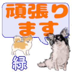 Midori's letters Chihuahua (2)
