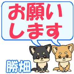 Kachibatake's letters Chihuahua2