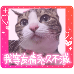 日本猫 (福ちゃん)version2