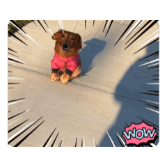 Miniature dachshund Lufu 7