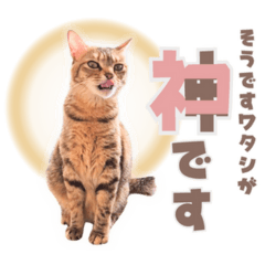 Sticker for cat lovers-7