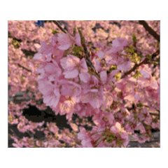 [Bergerak] Bunga sakura Jepang