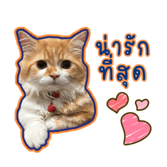 PiKung cute ginger cat