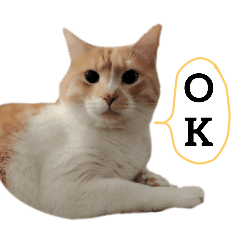 manmaru_20240611155332