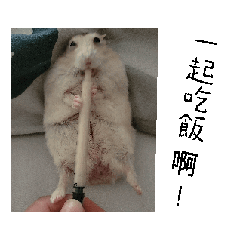 Hamster Hanji Tsai202406