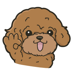 Coco the poodle cuteness overload - Thai