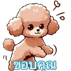 Stiker Toy Poodle Lucu1