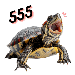 Red-eared Slider -Japanese turtle