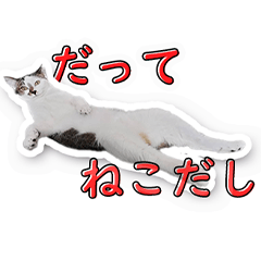 My cat is my angel