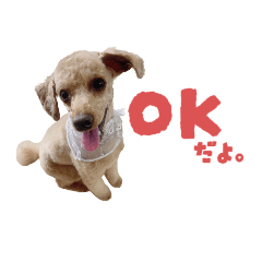 Toy poodle Maro mini stamp