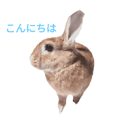 rabbit tanpopo
