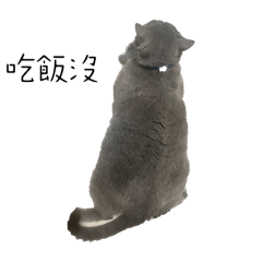 藍莓日常用語