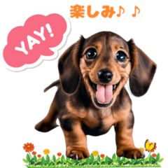 Cute a Dachshund