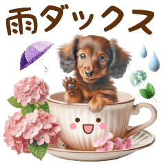 rainy season with miniature dachshund