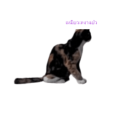 Phelng_20240613094607