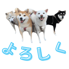 shiba_family_74