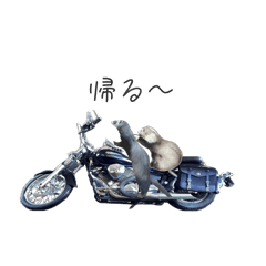 FREE_20240612202533