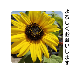 Summer Flower Greetings