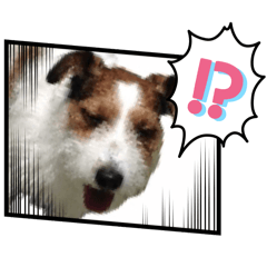 Jack Russell Terrier　Bebe3