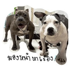 Dogs_20240613163028