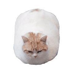 まさまさ家の猫ちゃんズ