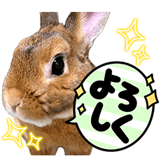 Netherland rabbit mocha(Japanese)