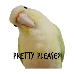 Luna the Mooncheek Conure_EN/JP