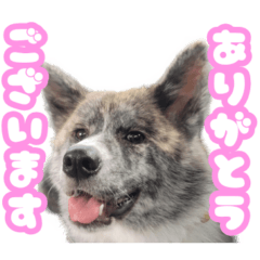 Aki is puppy of Akita dog