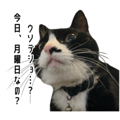 Funny Cat_Yuki_version3
