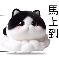 Cute and chubby tuxedo cat