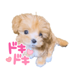 Japanese cute dogs!!!