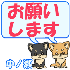 Nakanose's letters Chihuahua2