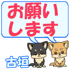 Furukaki's letters Chihuahua2