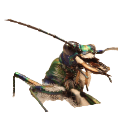 tiger beetle without wording-BIG