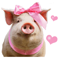 cute female pig 2