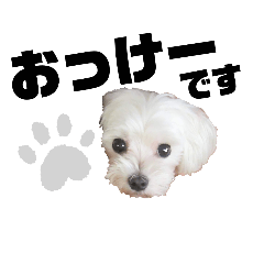 マルチーズまみれ！犬好き日常使いスタンプ