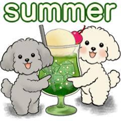 Cute toy poodles in Summer